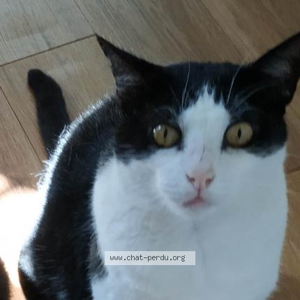 Photo 1/1 Max Petit Chat Chat lost in Bayonne