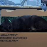 Picture of cat lost at Mauze Sur Le Mignon