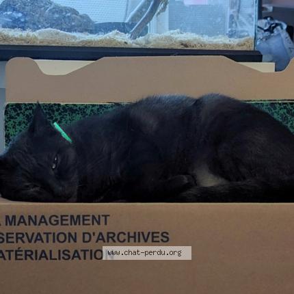 Photo 1/1 Cat reunited Lost in Mauze sur le mignon