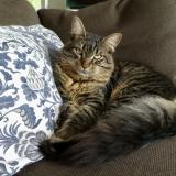 Picture of cat lost at Seillans