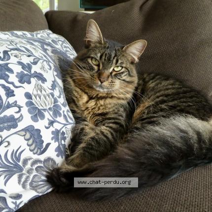 Photo 1/1 Boogie Chat lost in Seillans