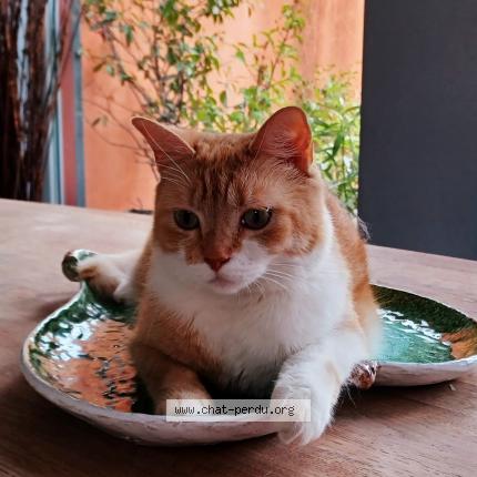 Foto 1/1 Kat teruggevonden Vermist in Liege