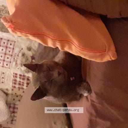 Foto van vermiste kat in Perk