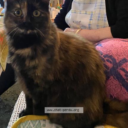 Foto van vermiste kat in Bruxelles