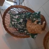 Picture of cat lost at Marmande