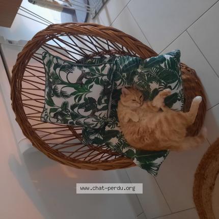 Photo 1/1 Isadora dite Zaza Chat lost in Marmande