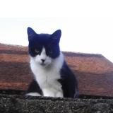Picture of cat lost at St Plantaire