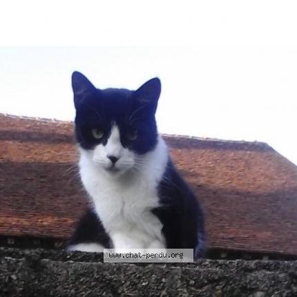 Photo 1/1 Bibiche Chat lost in St plantaire