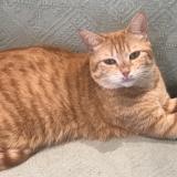 Picture of cat lost at Cherisy