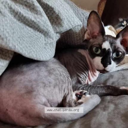Foto 1/1 Kat teruggevonden Vermist in Mons