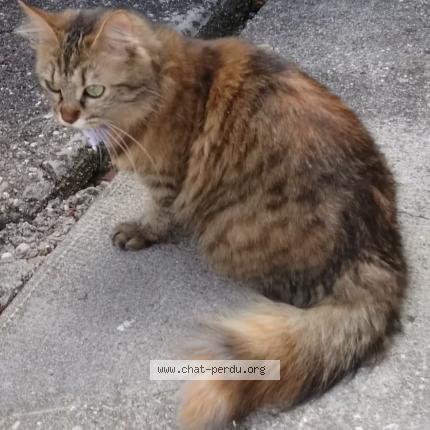 Photo 2/5 Mina Chat lost in Les echelles