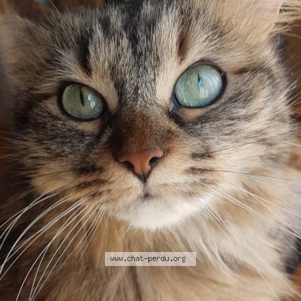 Photo 3/5 Mina Chat lost in Les echelles