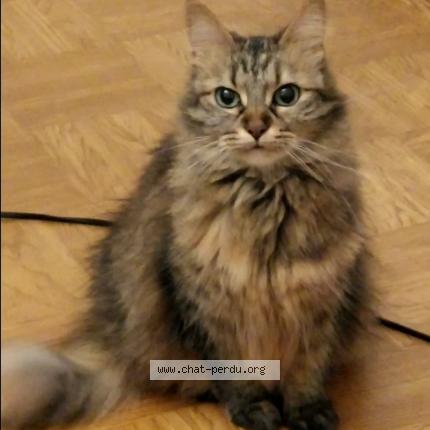 Photo 4/5 Mina Chat lost in Les echelles