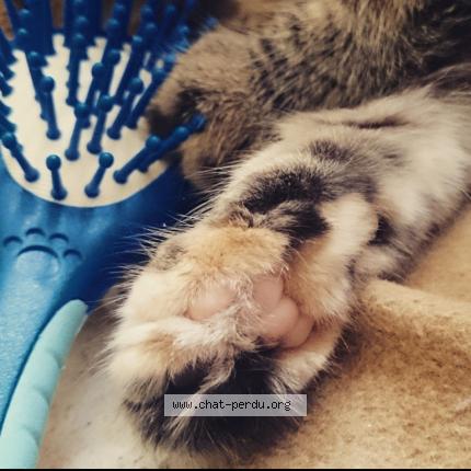 Photo 5/5 Mina Chat lost in Les echelles