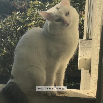 Photo 1/1 Bishbish Chat lost in Toulouse