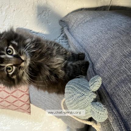 Photo 1/1 Cat reunited Lost in Koetzingue