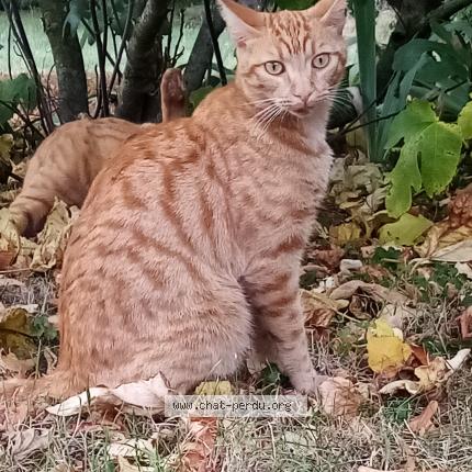 Photo 1/1 Tira Chat lost in Cult