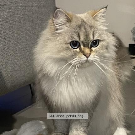 Foto 1/1 Kat teruggevonden Vermist in Angleur