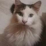 Picture of cat lost at Plaissan