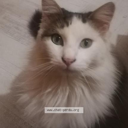 Photo 1/1 Malo Chat lost in Plaissan