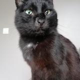 Picture of cat lost at La Tour De Salvagny