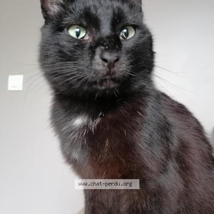 Photo 1/1 Cat reunited Lost in La tour de salvagny