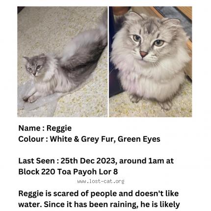 Photo 1/1 Reunited cat Lost in Singapore
