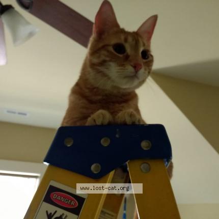 Photo 1/1 Reunited cat Lost in Flowery Branch 30542
