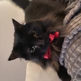 Picture of cat lost at Quebec