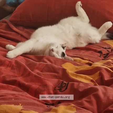 Foto einer verlorenen Katze in Le Vaud