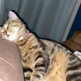 Picture of cat lost at Vitry Sur Seine