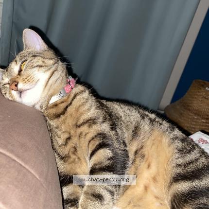 Photo 1/2 Mia Chat lost in Vitry sur seine