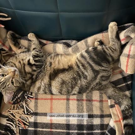 Photo 2/2 Mia Chat lost in Vitry sur seine