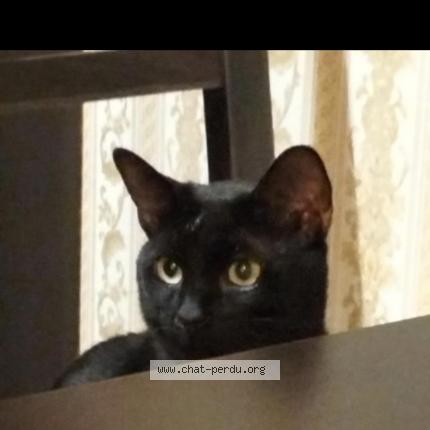 Foto 1/1 Kat teruggevonden Vermist in Wemmel