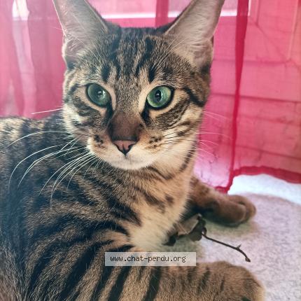 Photo 1/1 Cat reunited Lost in Paris