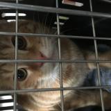 Picture of cat lost at Noisy Le Grand