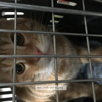 Photo 1/1 Cat reunited Lost in Noisy le grand