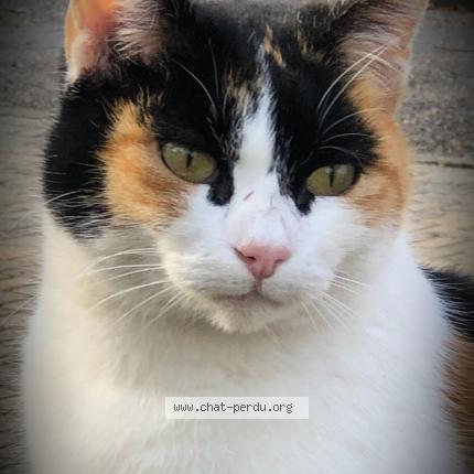 Photo 1/5 Reunited cat Lost in Genay
