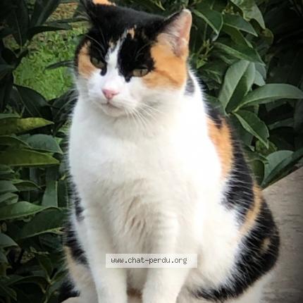 Photo 2/5 Reunited cat Lost in Genay