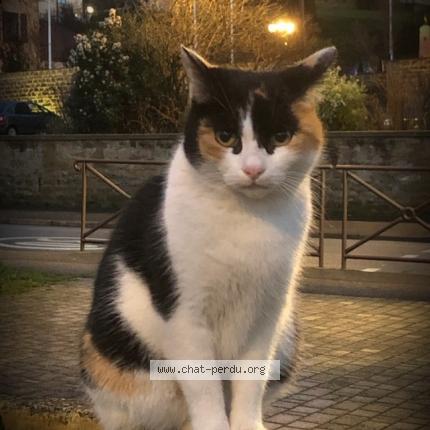Photo 3/5 Reunited cat Lost in Genay