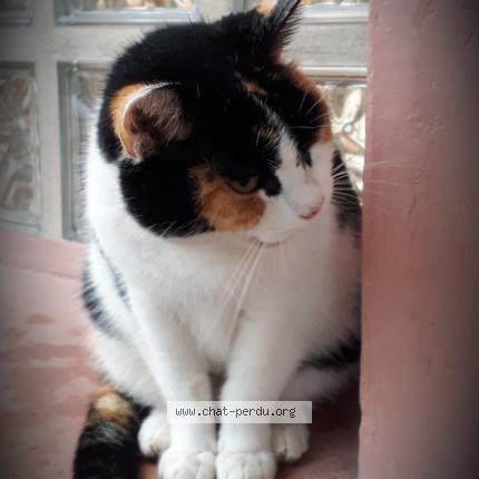Photo 4/5 Reunited cat Lost in Genay