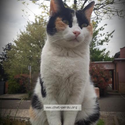 Photo 5/5 Reunited cat Lost in Genay