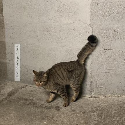 Photo 1/1 Cat reunited Found in Nantes