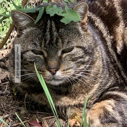 Photo 1/1 Cat reunited Lost in Mortroux