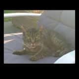 Picture of cat lost at Plelan Le Grand