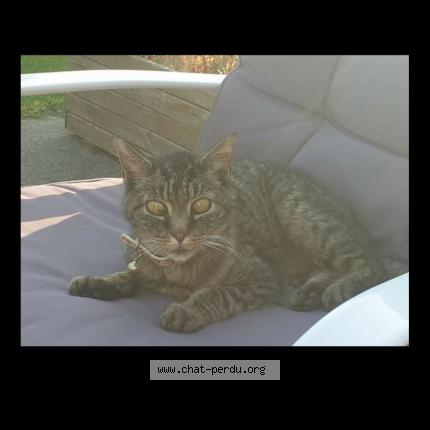 Photo 1/1 Id&eacute;fix Chat lost in Plelan le grand