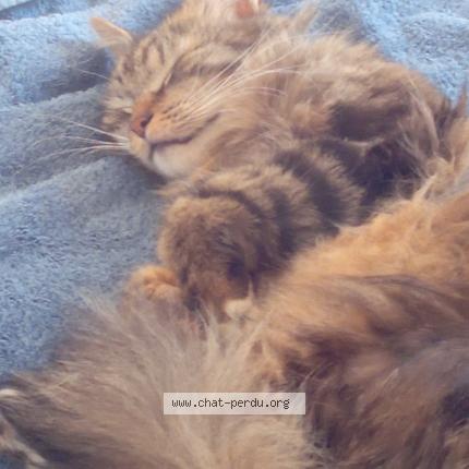 Foto van vermiste kat in Grivegnee