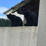 Picture of cat lost at Seyssuel