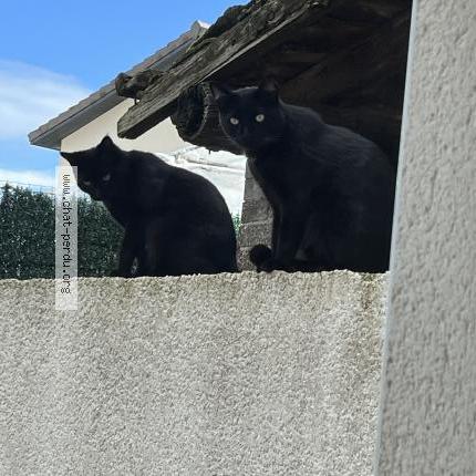 Photo 1/2 Jojo Chat lost in Seyssuel