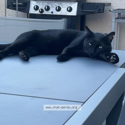 Photo 2/2 Jojo Chat lost in Seyssuel